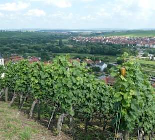 Escherndorf: Eindrücke einer Weinbergeswanderung