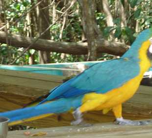 Papagei in den Everglades