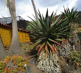  Botanischer Garten Jardin Canario