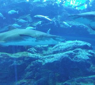 Aquarium in der Dubai-Mall