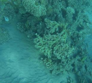 Подводный мир возле отеля