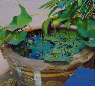 Noi's Bar & Grill in Hua Hin, Soi 94