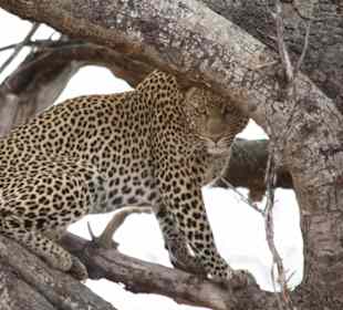 Safari September 2017