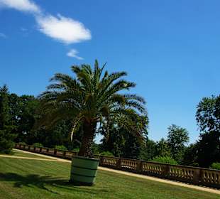 Die Palmen wunderschön