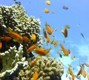 Delfine-Joseph Mogli`s Freunde