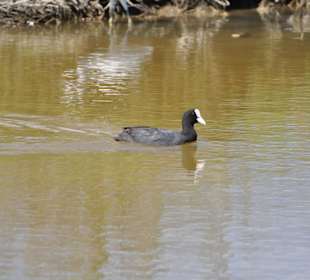 Naturpark S'Albufera