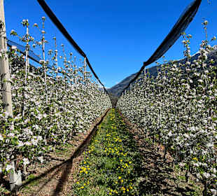 Wandern Apfelweg Dorf Tirol/Tirolo