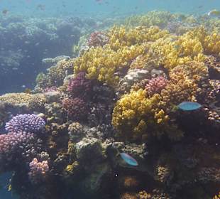 Bunte Riffe
