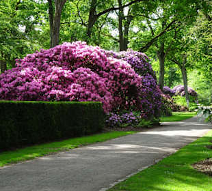 Hauptblüte im Rhododendronpark Bremen