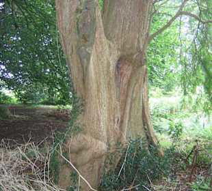 Lacock Abbey, Zauberwald