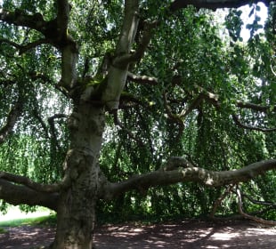 Höhenpark Killesberg