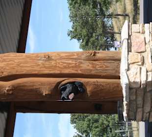 Bear Country Rapid City