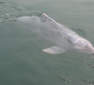 Rosafarbener Delphin