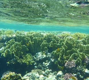 Korallenriff