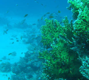 Tauchausflug mit Regina