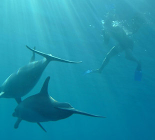 Juppi juppi Schnorcheln mit Delfinen 