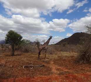 Giraffe im Tsavo- West