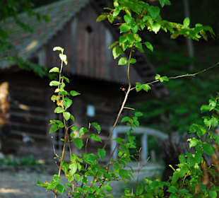 Młyn w środku lasu