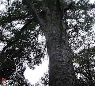 Tsitsikamma National Park