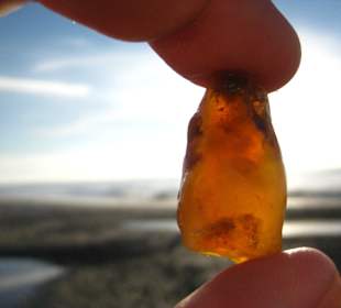 Ein schöner Bernsteinfund am Strand von Sondervig