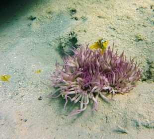 Clownfische, Anemone