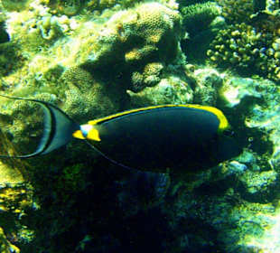 Gelbklingendoktorfisch