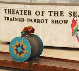 Parrot Show