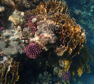 Unterwasserwelt beim Schnorcheln an der Badebucht
