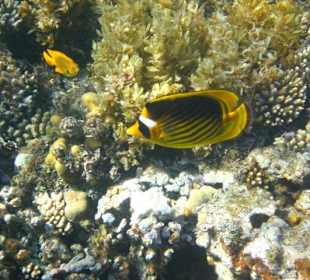 Schnorcheln , alles ruhig hier -  keine Unruhen