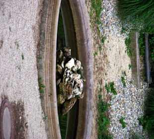 Schlossbrunnen klein