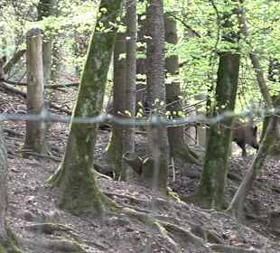 Walderlebnisweg Rottenburg