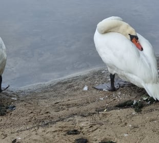 Besser nicht zu dicht kommen