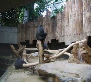 Affenhaus