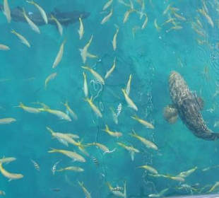 Blick vom Boat ins Wasser