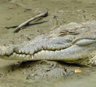 Krokodil in der Farm