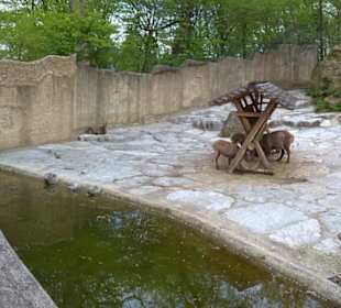 Eurasienbereich - Steinböcke