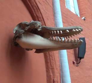 Meeresmuseum Stralsund