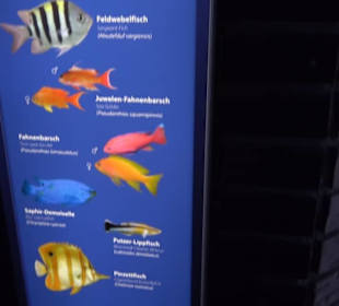 Aquarium