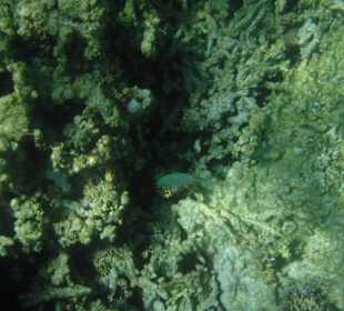 Unterwasseraufnahme am Strand