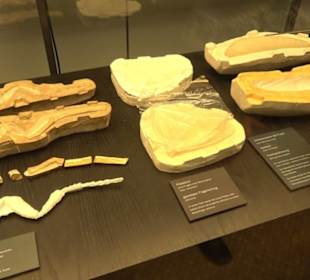 Museum für Naturkunde