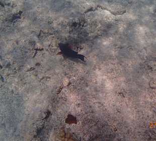 Ein neugieriger Fisch