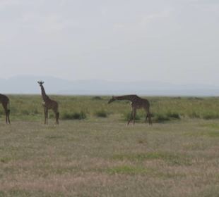 Giraffen im AMBOSELI Nationalpark