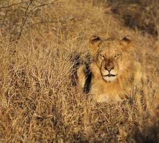 Krüger Nationalpark