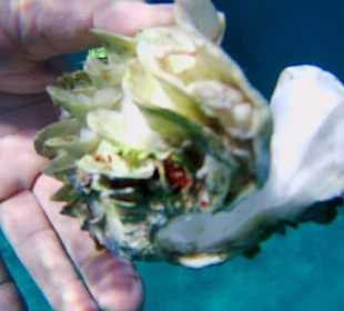 Elite Schnorchel Tour mit der Yacht Sahl Hasheesh