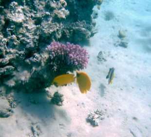 Unterwasserwelt des Riffs