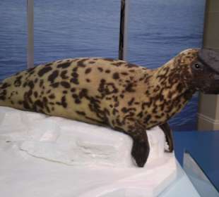 Zoologisches Forschungsmuseum Alexander Koenig