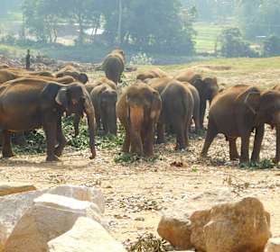 Waisenhaus Elefanten