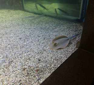 Stadtrundfahrt Aquarium