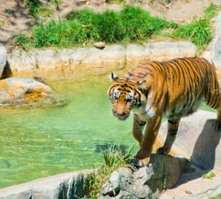 Los Angeles Zoo und Botanischer Garten