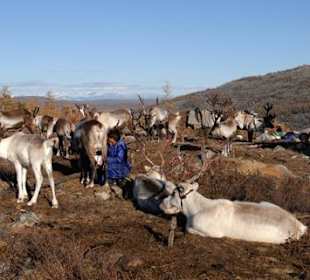 Tsatan et ses rennes